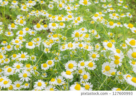 Chamomile field Chamomile field 127600993