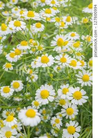 Chamomile field 127600994