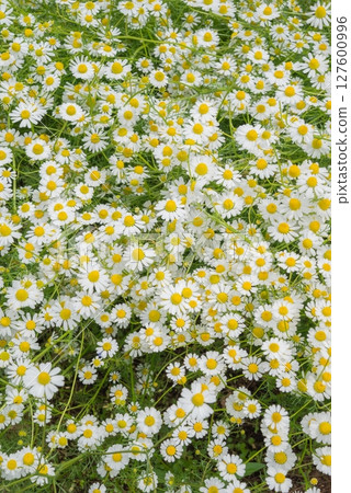 洋甘菊領域 洋甘菊領域 127600996