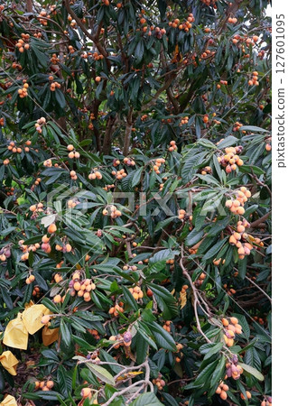 Loquat tree, Biwa tree 127601095