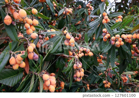 枇杷樹、琵琶樹 127601100