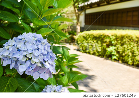 Purple hydrangea flowers brighten up early summer 127601249