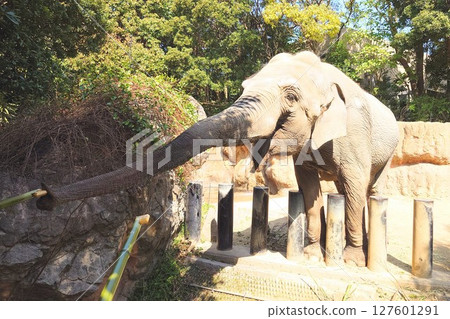 Experience feeding the Ceylon elephants at the zoo 127601291
