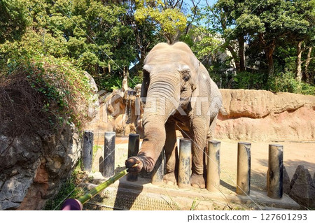 Experience feeding the Ceylon elephants at the zoo 127601293