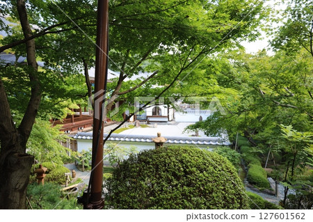 夏季的報德寺和本殿的枯山水庭園[群馬縣桐生市] 127601562