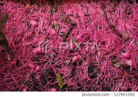 The Rose apple flowers fall down to the floor The Rose apple flowers fall down to the floor 127601583