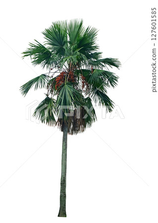 Livistona rotundifolia (Footstool palm), Livistona rotundifolia (Footstool palm), 127601585