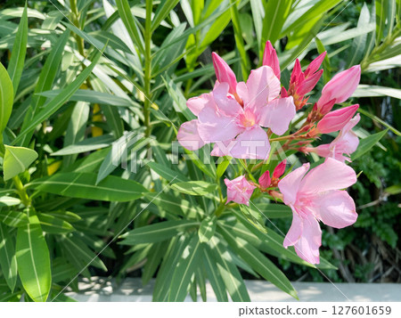 Flowers of Lychee 127601659