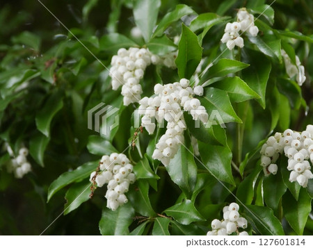 白色Aseb花 127601814