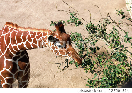 Beautiful giraffe eats leaves from a tree 127601864