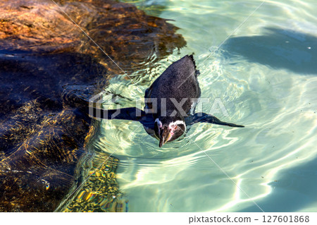 Cute penguin swimming in water Cute penguin swimming in water 127601868