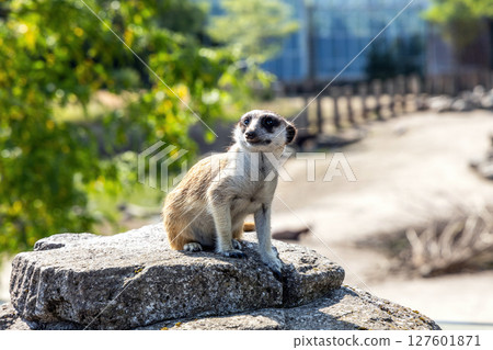 Meerkat or suricate sits on a rock Meerkat or suricate sits on a rock 127601871