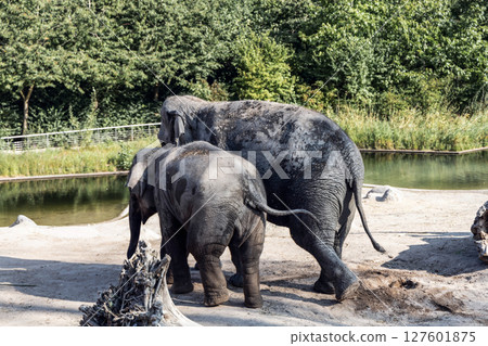 The elephant and her baby elephant are walking together 127601875