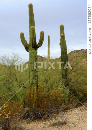 Winter San Tan Mountains Sonoran Desert Arizona 127602024