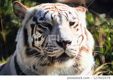 A close-up of a majestic white tiger 127602079