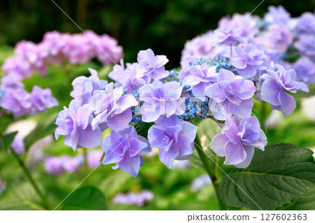 野市繡球花 127602363