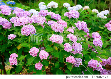 Hydrangea in Noichi 127602374