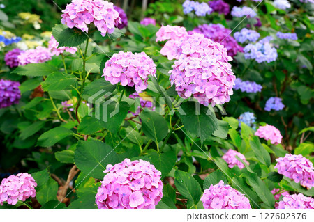 Hydrangea in Noichi Hydrangea in Noichi 127602376