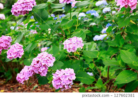 野市繡球花 野市繡球花 127602381