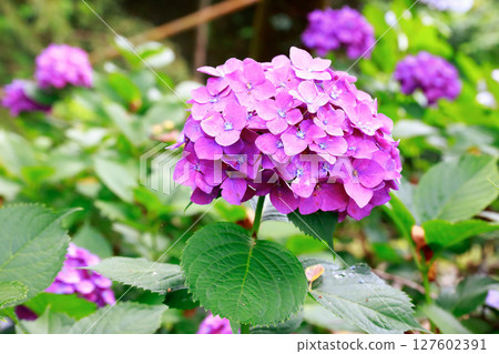 Hydrangea in Noichi Hydrangea in Noichi 127602391