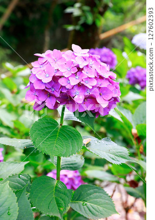 Hydrangea in Noichi 127602393