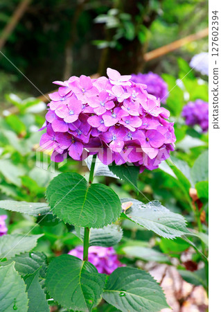 Hydrangea in Noichi Hydrangea in Noichi 127602394