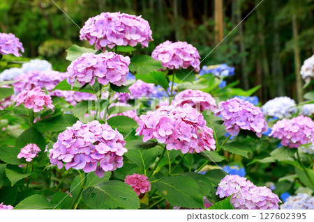 野市繡球花 127602395