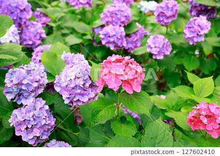 Hydrangea in Noichi 127602410