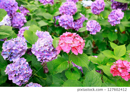 野市繡球花 野市繡球花 127602412