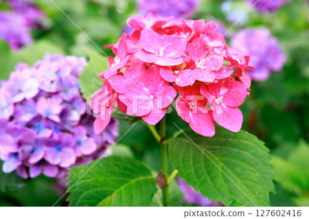 野市繡球花 127602416