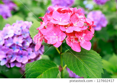 Hydrangea in Noichi 127602417