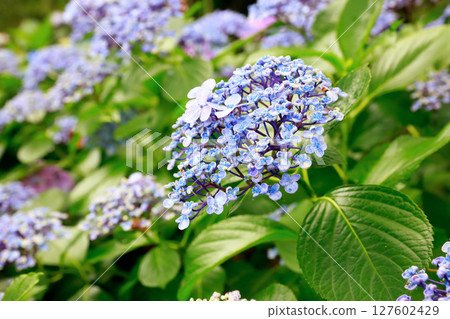 Hydrangea in Noichi Hydrangea in Noichi 127602429