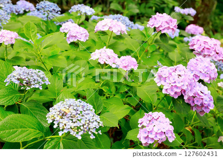 野市繡球花 野市繡球花 127602431