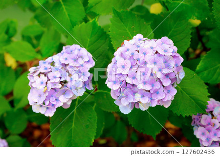Hydrangea in Noichi 127602436