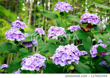 Hydrangea in Noichi 127602444