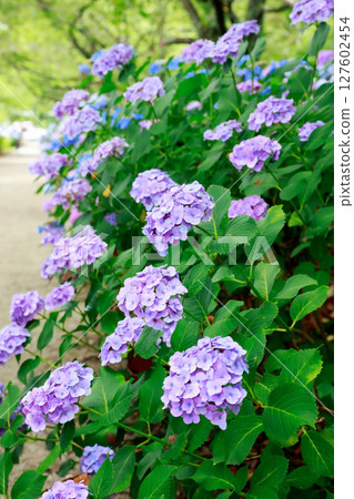 野市繡球花 127602454