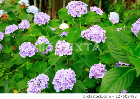 野市繡球花 野市繡球花 127602458
