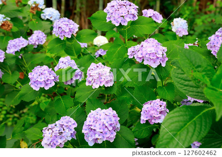 Hydrangea in Noichi 127602462