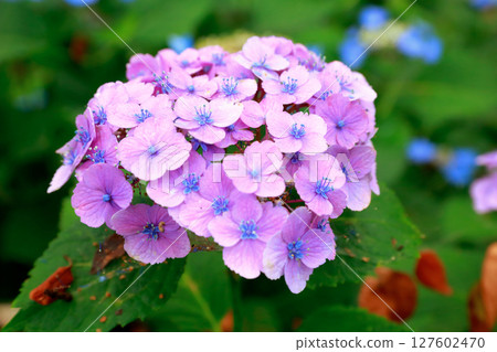 野市繡球花 野市繡球花 127602470