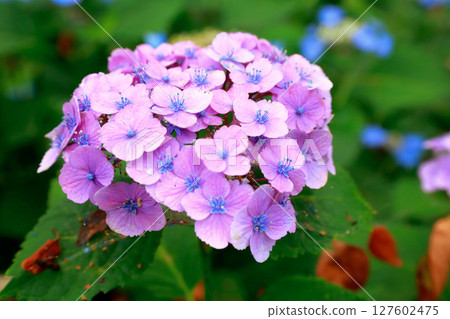 Hydrangea in Noichi 127602475