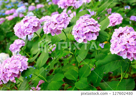 野市繡球花 野市繡球花 127602480