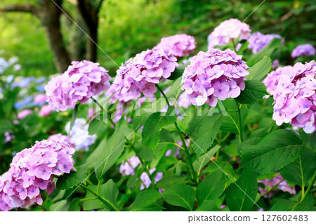 Hydrangea in Noichi Hydrangea in Noichi 127602483