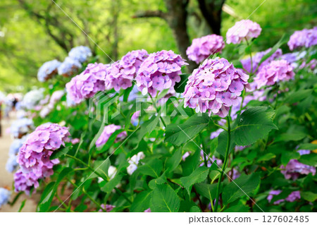 野市繡球花 野市繡球花 127602485