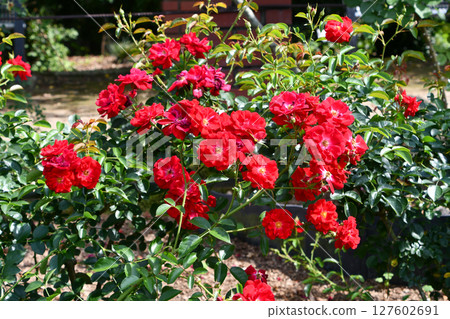 Rose "Knock Out" Rose Hall of Fame 127602691