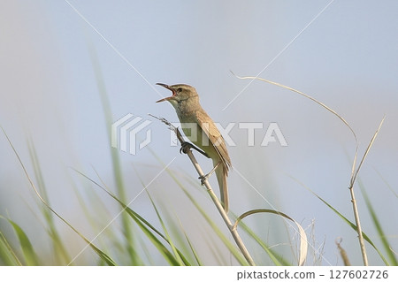 大吉切 大吉切 127602726