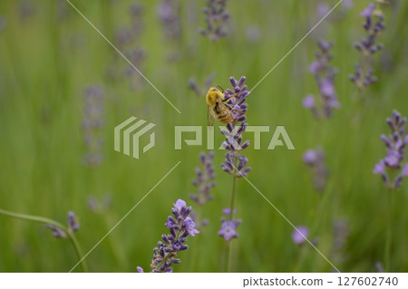 Lavender and bees in full bloom 127602740