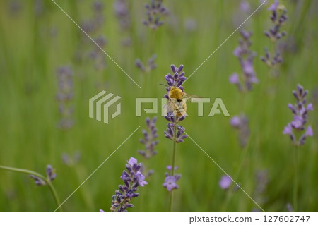 薰衣草和蜜蜂盛開 薰衣草和蜜蜂盛開 127602747