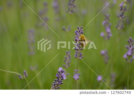 Lavender and bees in full bloom 127602749