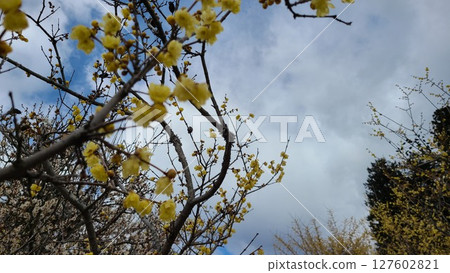 Cloudy sky, plum tree 127602821
