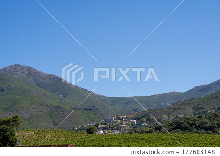 A stunning vineyard landscape featuring majestic mountains and a clear blue sky A stunning vineyard landscape featuring majestic mountains and a clear blue sky 127603148